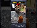 自信がなくなっていく柴犬　#shorts #funny #面白い #shibadog #dog #柴犬 #犬