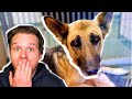 Saving an Abused German Shepherd from euthanasia ALL FEAR! (SO SAD)