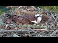 Dinner Time On The Nest - Loch of the Lowes ospreycam (2021)
