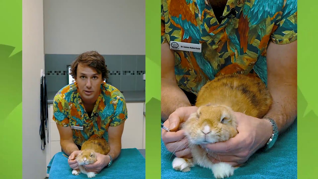 How To Administer Oral Liquid Medication To Your Rabbit YouTube