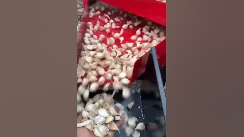 How to Split 2000kg Garlic to Cloves and Sort with 6 different Sizes