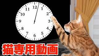 猫専用動画 時計の針 Cat specific videos clock hands