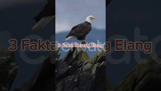 3 Fakta Burung Elang #fakta #hewan #animals #binatang #faktaunik #fact #elang #eagle #3fakta #burung