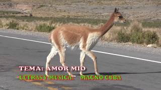 Video thumbnail of "AMOR MIO - MAGNO CUBA"