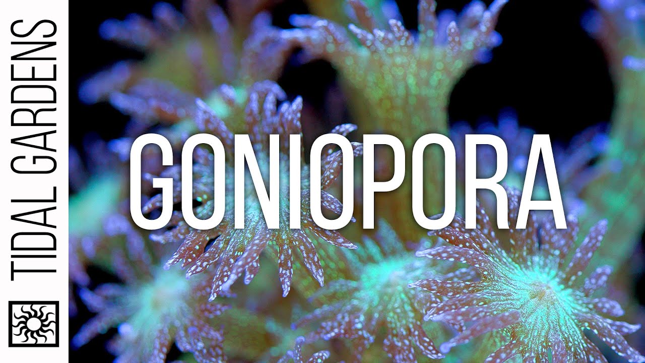 Tidal Gardens - Acropora Coral Care