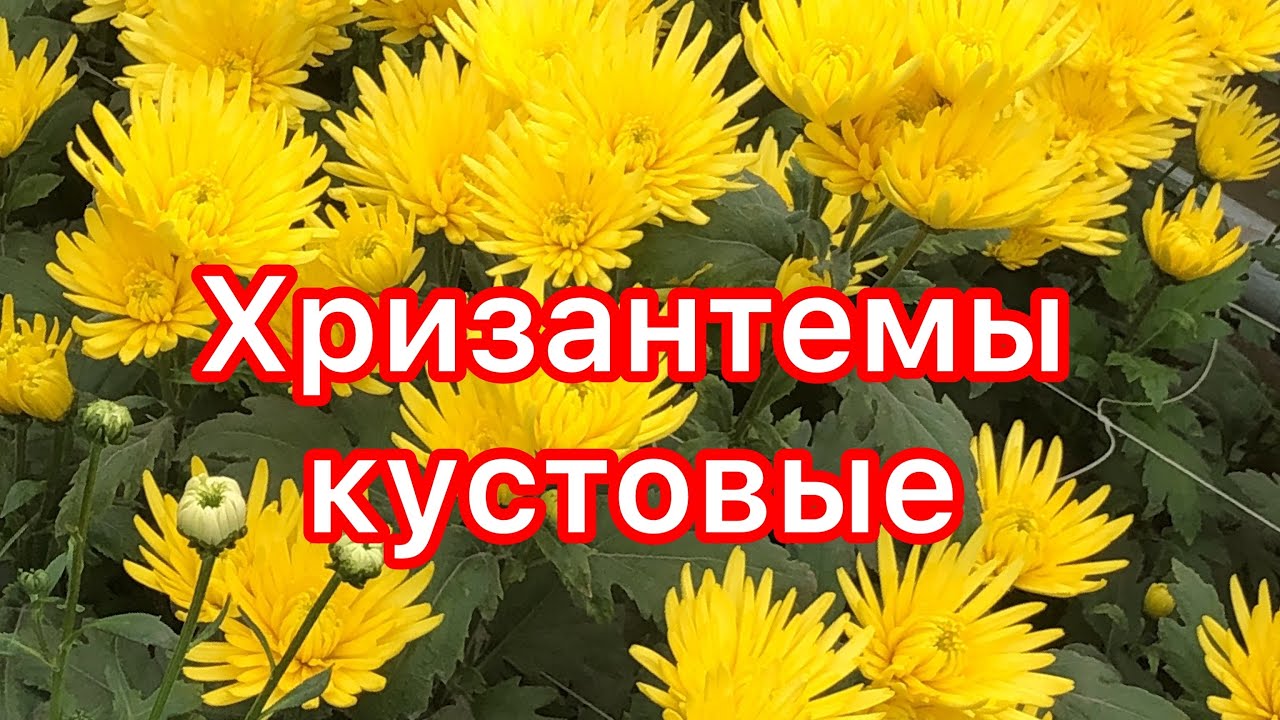 1 сентября 2021 г.солнечные хризантемы с праздником цветоводы!!!!