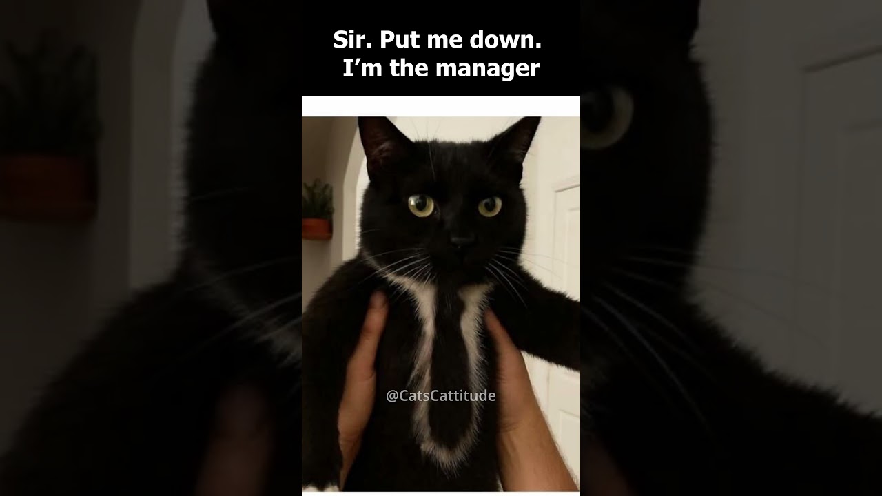 “Sir, Put Me Down… I Am the Manager 😾📋” | Cat With CEO Energy 