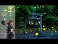 蛍を探しに〜私の蛍撮影法