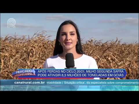 Produção de milho volta a crescer em Goiás - Mercado & Cia - 15/07 |Canal Rural