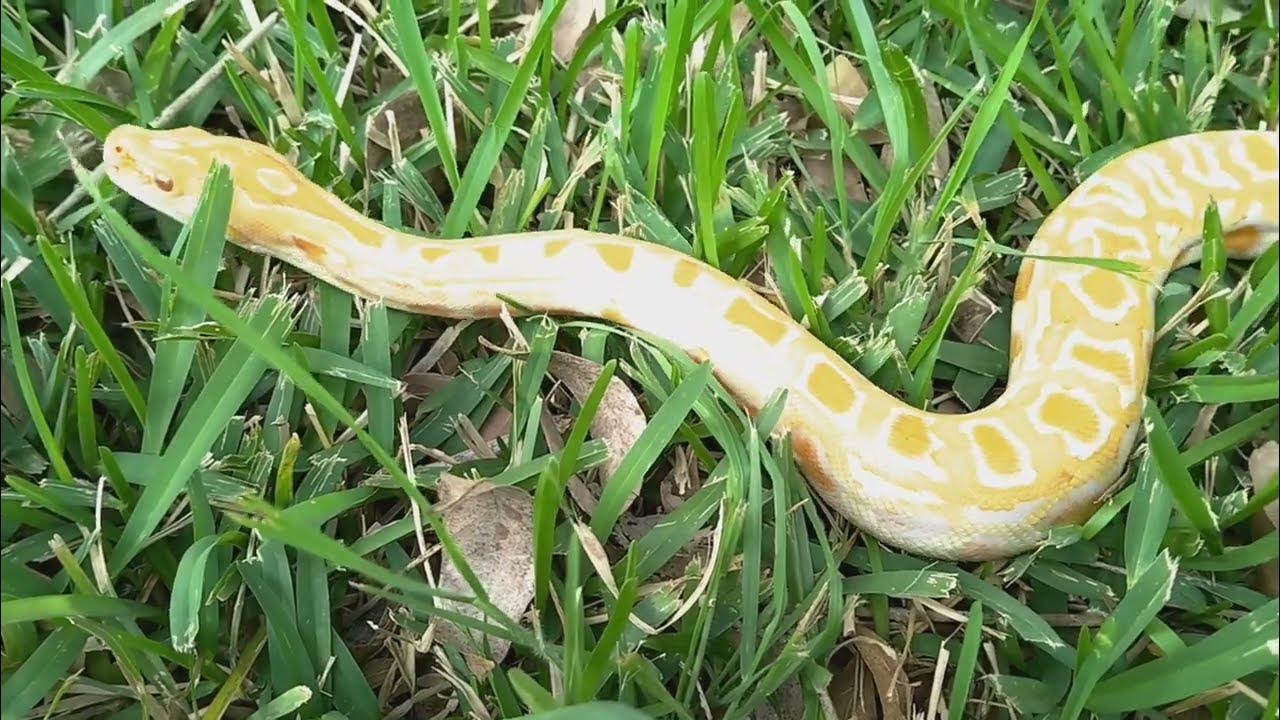 Burmese python Handling Tips and Tricks!‼️💯🐍 - YouTube