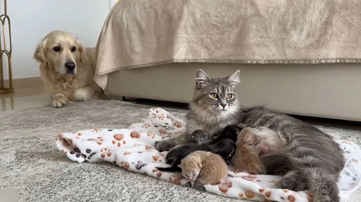 Mom Cat Introduces Her Newborn Kittens to the Golden Retriever for the First Time