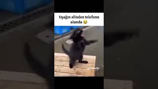 Gülməli Videolar 😂 | Komik Anlar 😆 | Try Not To Laugh 😱 | #gülməli #viral #funny