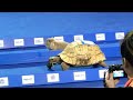 Tortoise vs hare  who wins