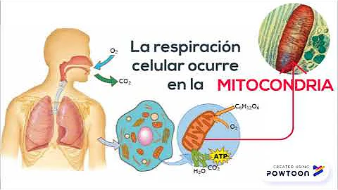 O que é Termogenina Qual sua função?