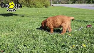 Friendly Golden Retriever Puppies