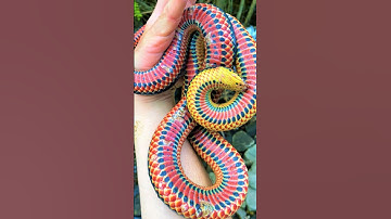 Rắn cầu vồng - Loài rắn sống dưới nước tuyệt đẹp | @thegioiran