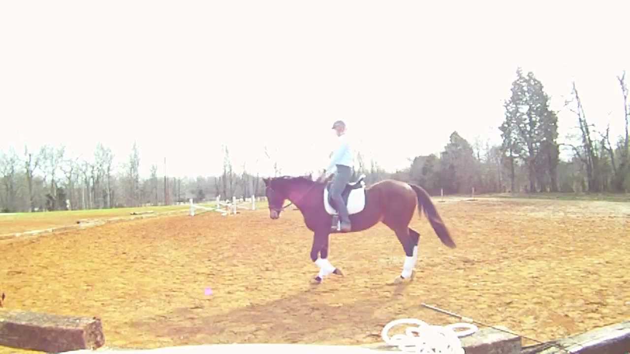Second Chance Thoroughbreds "Inki" - dressage 12/19 - 16.3 5yr old OTTB ...