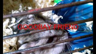My Hamster - Tribute