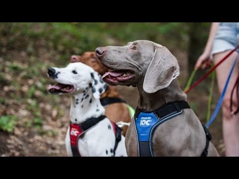 How to fit and adjust JULIUS-K9® IDC® Longwalk harness