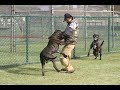 Preca canario Dogs / كلاب ممنوع عليك تربيتها كلب الكناري بريسا