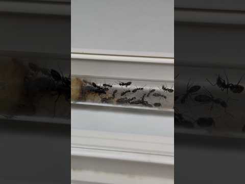 Camponotus chilensis après 6 mois d’élevage !