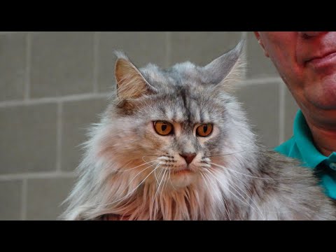 Video: Hoe Deel Te Nemen Aan Een Kattenshow