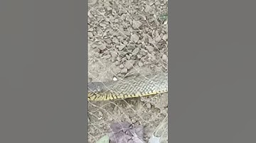 i saved Snake stuck in fish net #snake #cobra #fish #fishnet #stuck #help #like #views #subscribe