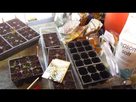 Video: Ar galiu auginti ramunėlę patalpose: patarimai, kaip auginti ramunėlę patalpose
