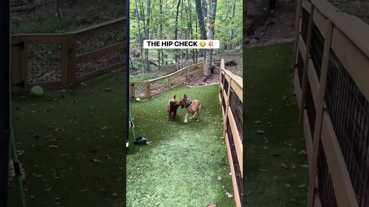 Remy & Sadie hit it off as soon as they met! 