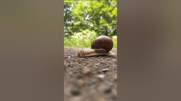 The snail moves slowly