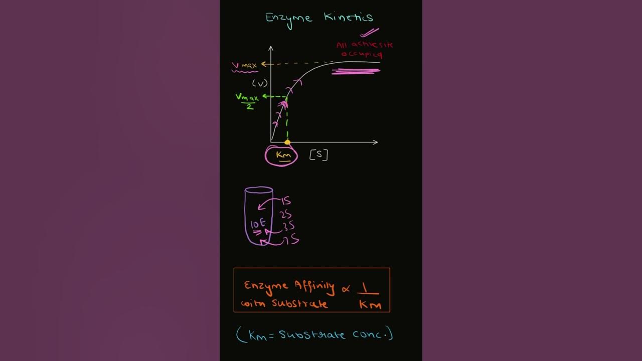 Enzyme in 1min/ enzyme km/class11 enzymes/ michelismenten