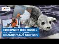 В Магадане бельков-сироток выхаживают в обычной квартире