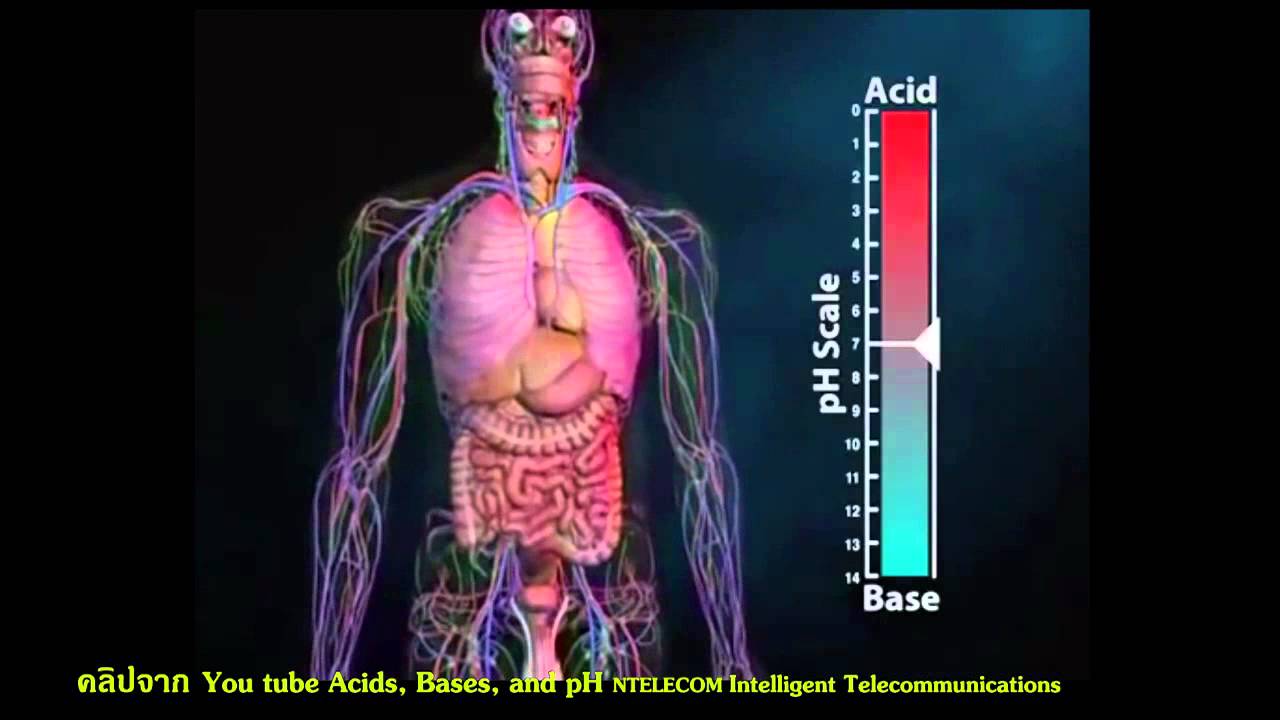 Sci Find ปี 2 ตอน ดื่มน้ำด่าง กินอาหารด่าง ดีต่อสุขภาพจริงหรือ | อาหาร ที่ เป็น ด่างเนื้อหาที่เกี่ยวข้องที่สมบูรณ์ที่สุด