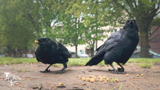 Crow Cam: Mister Twistyfoot