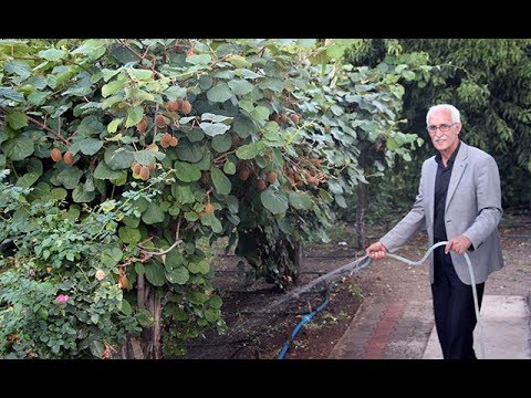 Video: Hardy Kiwi Vines - 6. Bölge Bahçeleri İçin Kivi Meyvesi Seçimi