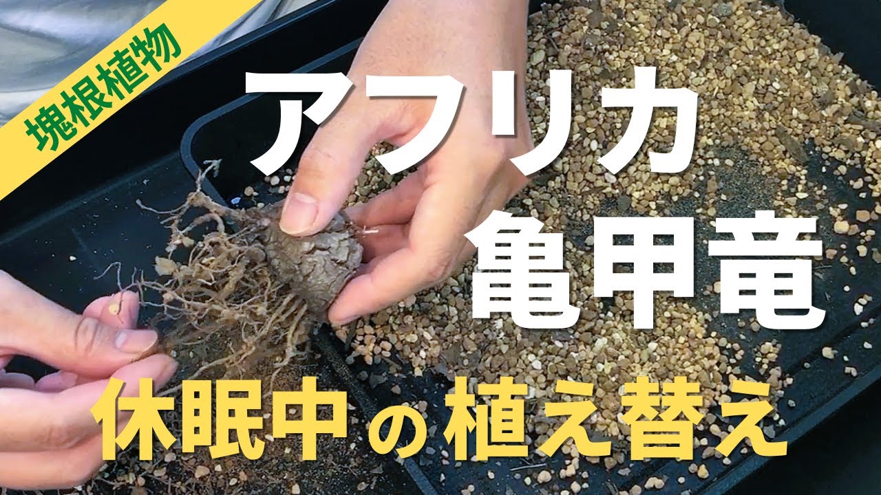 休眠が明ける前にアフリカ亀甲竜を植え替える [Dioscorea elephantipes