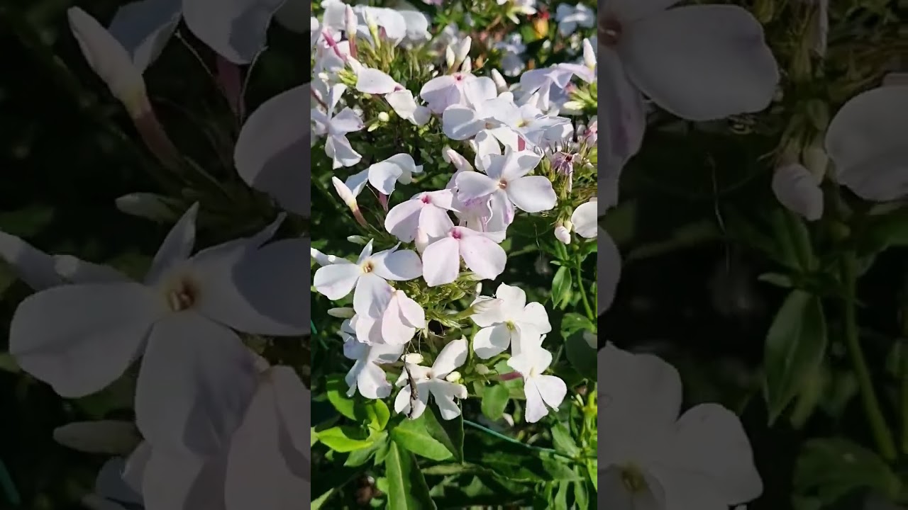 Флокс Царевна лебедь 