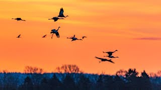 Eurasian Crane dance at Hornborgasjön 2018.  4k GH5