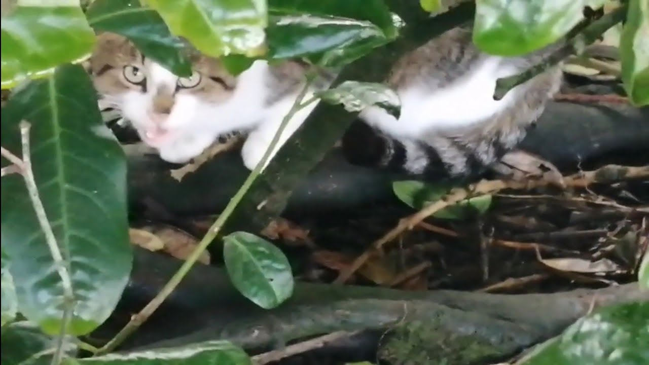 Very Cute Feral Cat is meowing very loudly because he is very hungry