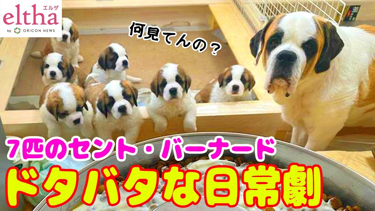 かわいい犬 不安も吹き飛ばす 心の救助犬 に 7匹のセント バーナードの仔犬たち ドタバタな日常劇が眼福すぎた Youtube