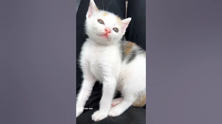 Video 6520561: cute catlover pets cats, catlover pets cats animal, cats catlover kitten cute, adorable cats catlover baby, cats animals cuteness asian, cats animals sweetness cuteness