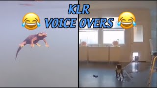 Funny Animal Voiceovers - Dog Floods House by KLR Productions 47,556 views 2 months ago 1 minute, 57 seconds