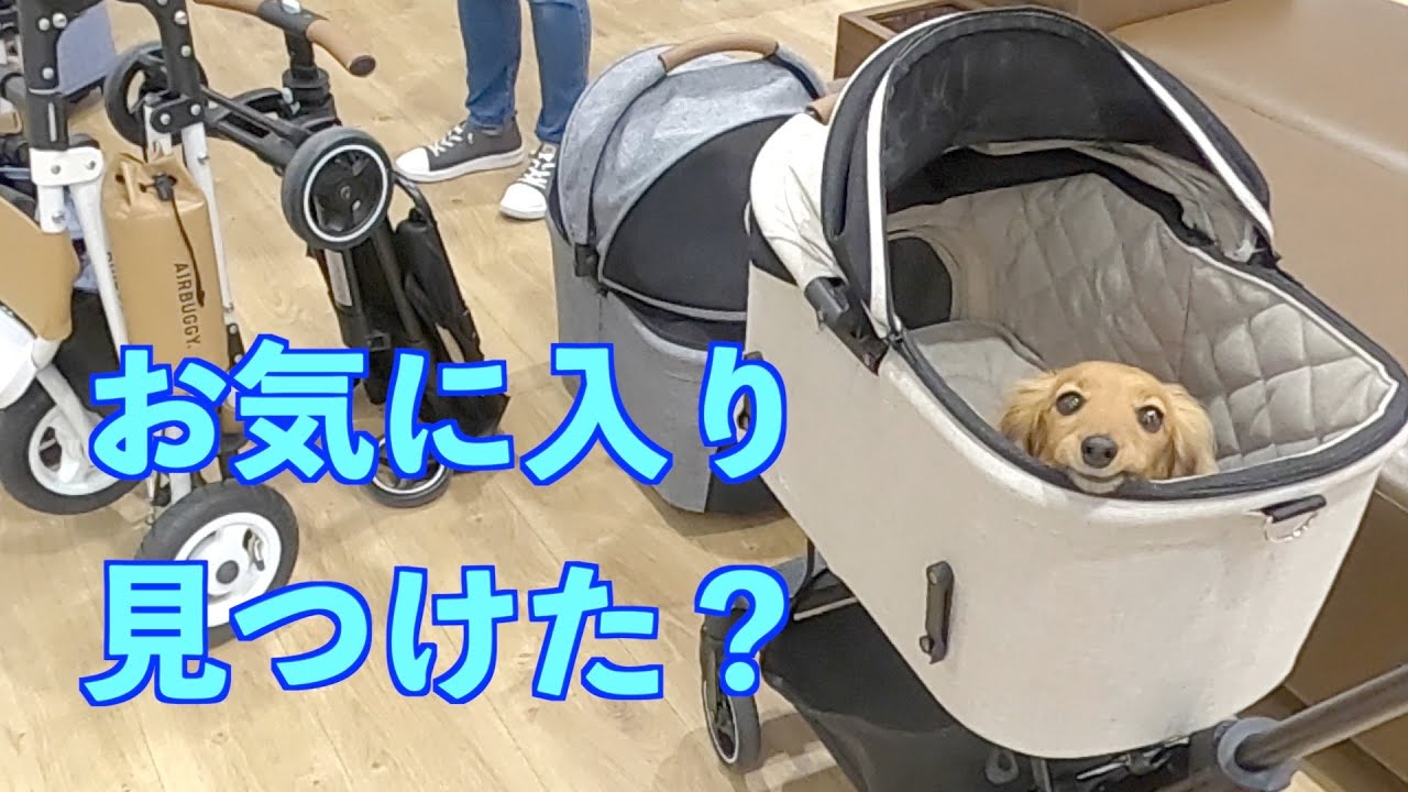 【元保護犬】初めてのエアバギーAIRBUGGY【カニンヘンダックスえびすの日常】