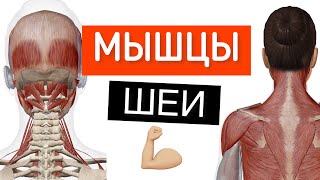 Глубокие мышцы шеи и спины. Как выглядят подзатылочные мышцы шеи и спины? Анатомия 3D