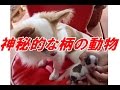 変わった柄の動物【神秘的】