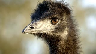 The Epic Journey of the Emu - Australia’s Enduring Outback Nomad