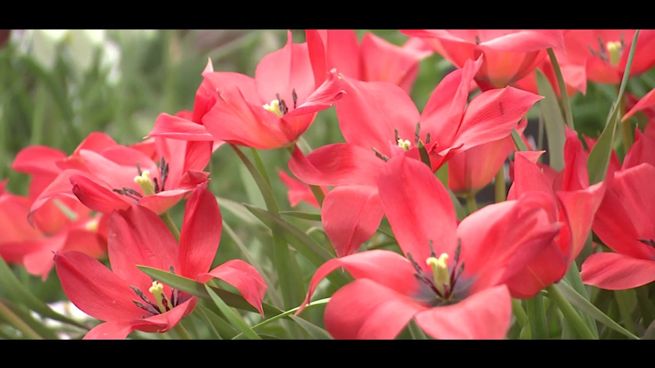 britain in bloom bbc Jardin Blanc at the RHS Chelsea Flower Show 2017
