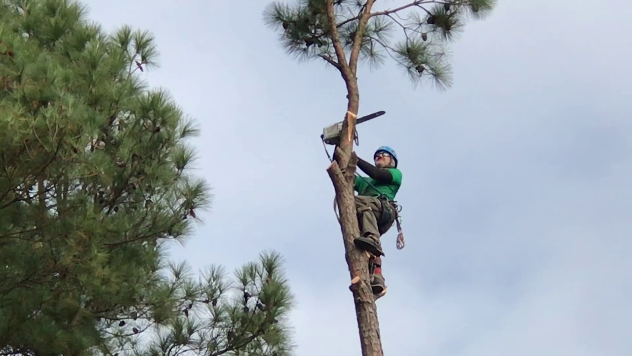 Tree Climbing arborist 