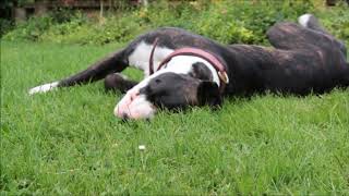 No Copyright Soft Ambient Piano | Cute Dog Videos to Make You Happy screenshot 3
