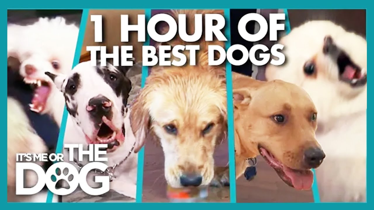 The Most Aggressive Dogs of 2024 | It's Me or The Dog - YouTube